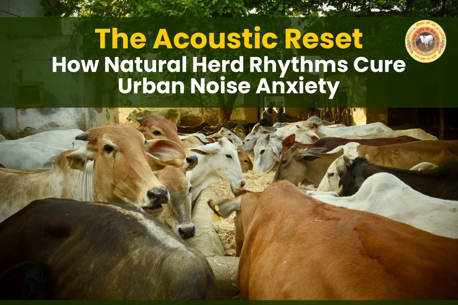 natural-herd-rhythms-cure-urban-noise-anxiety-best-gaushala-near-vrindavan